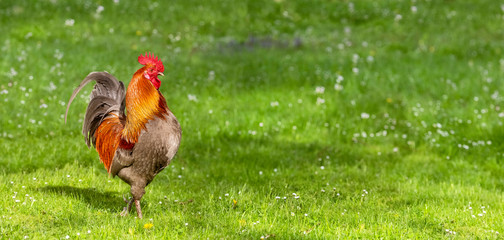 Free-range Rooster Running in the Meadow