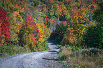 Gravel road leading into colorful forest in autumn.