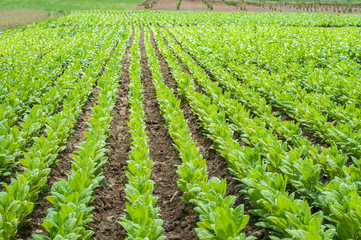 Fototapeta na wymiar Young green tobacco plants in rows growing in field as agricultural background