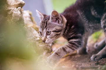 Naklejka na ściany i meble curious baby cat exploring its environment