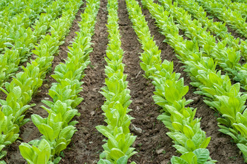 Fototapeta na wymiar Young green tobacco plants in rows growing in field as agricultural background