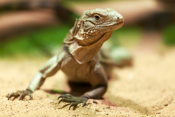 Young Cuban rock iguana (Cyclura nubila)