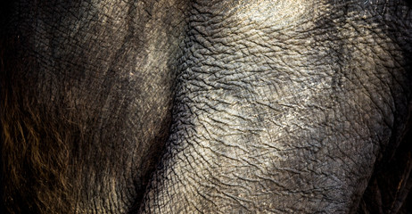 background which the structure of hide of elephant is represented on © Jiří Fejkl