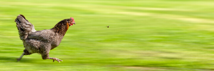 Free-range Hen Chasing a Flying Insect