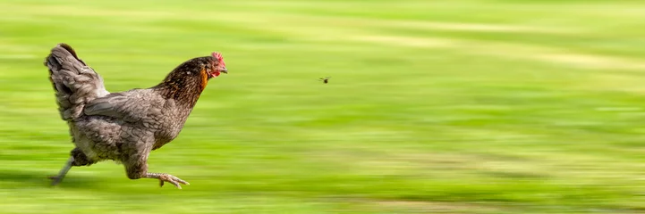 Keuken spatwand met foto Free-range Hen Chasing a Flying Insect © Ingo Bartussek