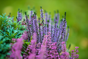 pink flowers in a garden