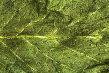 Close up green leaf texture background. Macro photography