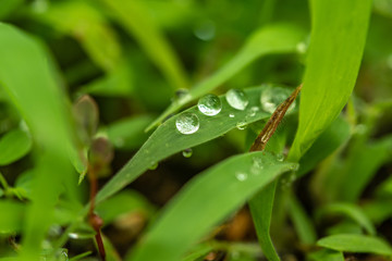 dew drops on grass