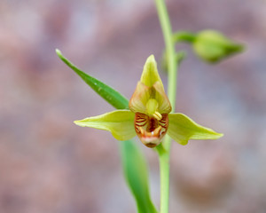 Obraz premium USA, Nevada, Clark County, Gold Butte National Monument: Giant Helleborine aka stream orchid (Epipactis gigantea) grows in hanging gardens and streams around low elevation sandstone.