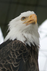 Obraz premium An Alaskan eagle with an eye on you