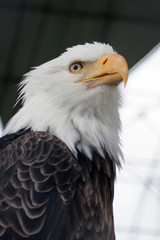 An Alaskan eagle with an eye on you