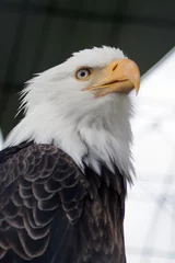 Foto op Canvas An Alaskan eagle with an eye on you © Ann