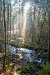 sun through trees in forest above river
