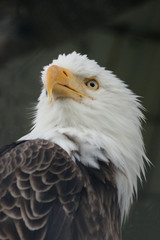 An Alaskan eagle taking a look around