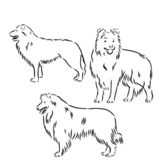 set of silhouettes of collie sheltie