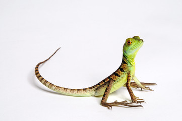 Jesus Christ lizard / Stirnlappenbasilisk (Basiliscus plumifrons) 