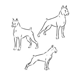 set of dogs, boxers sketch 
