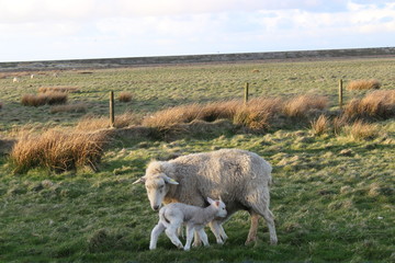 Lamm mit Mutter 