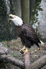 An eagle getting ready to fly