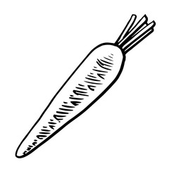 Carrot. Vector. Outline drawing of a vegetable on a white background. Sketch. Drawing marker on paper. Isolated object.