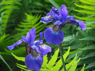 Close-up of two blue iris