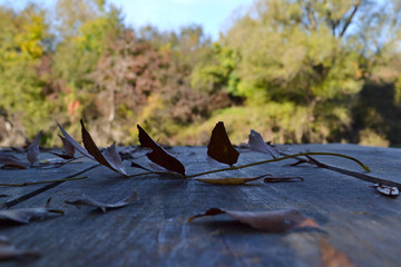 Fallen leaves on a wooden desk on a riverside in autumn