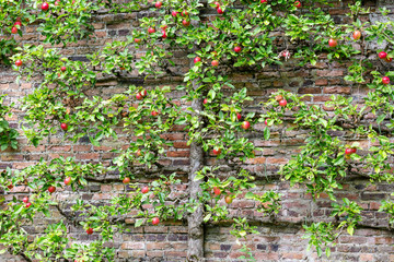 Ripe Apples growing on an Espalier Apple tree
