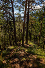 trail surrounded with trees in forest