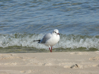 Seagull on beach with wave