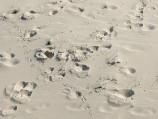 Tracks of humans and animals on beach