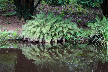 Reflection of large fern in pond