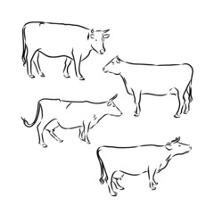 set of silhouettes of cow