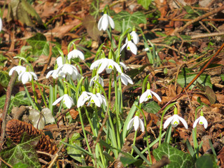 Snowdrops on old brown leaves
