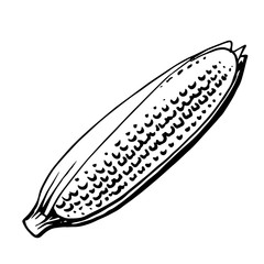 Ear of corn. Vector. Outline drawing of a vegetable on a white background. Sketch. Drawing marker on paper. Isolated object.