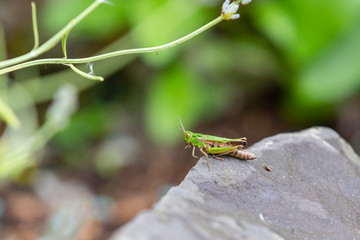 Grasshopper prepares to leap from a rock