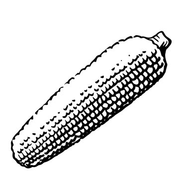 recommend clip art: Ear of corn. Vector. Outline drawing of a vegetable on a white background. Sketch. Drawing marker on paper. Isolated object.