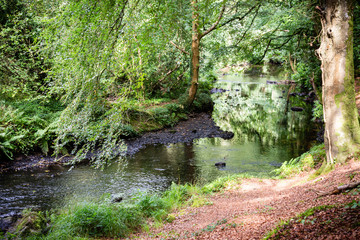 river winds through mature woodland