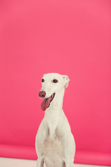 spanish galgo in studio