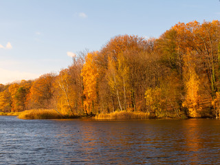Goldgelb verfärbte Bäume im Herbst an einem See (Schlachtensee)