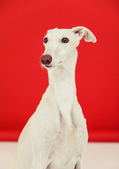 spanish galgo in studio