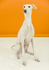 spanish galgo in studio