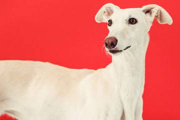 Fototapeta premium spanish galgo in studio