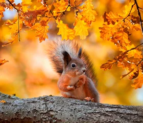 Abwaschbare Fototapete Eichhörnchen süßes Porträt mit schönem, flauschigem Eichhörnchen, das im Herbstpark auf einer Baumeiche mit leuchtend goldenem Laub sitzt