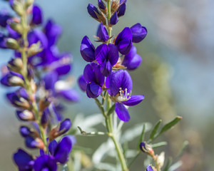 Fototapeta na wymiar USA, Nevada, Clark County, Gold Butte National Monument: A close up of an open Fremont's indigo bush (Psorothamnus fremontii) flower from the pea family with brillant deep purple blooms