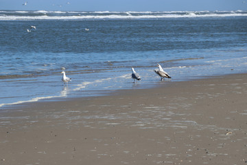 Möwe am Strand im Sand am Meer, Brandung, Gestade