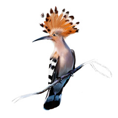 Beautiful Eurasian hoopoe (Upupa epops), on a branch close-up on a white background © pacrovka