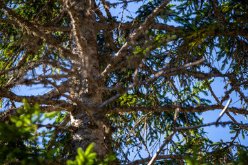 tree and blue sky