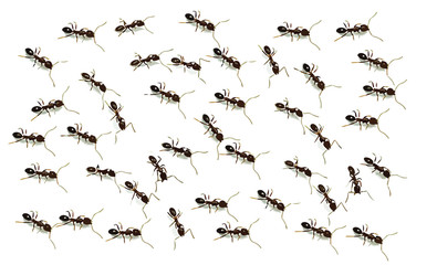 Many ants vector isolated from white background.