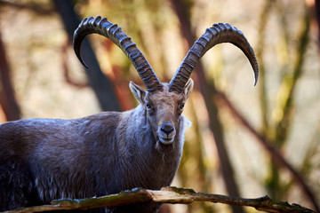 Alpine Ibex Male in the forest (Capra ibex)