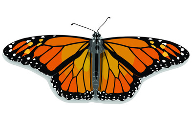 butterfly isolated on white background.